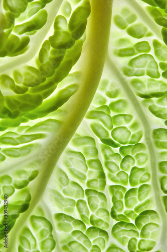 Natural background of green leaf lettuce with veins. Macro photo for your ideas photo