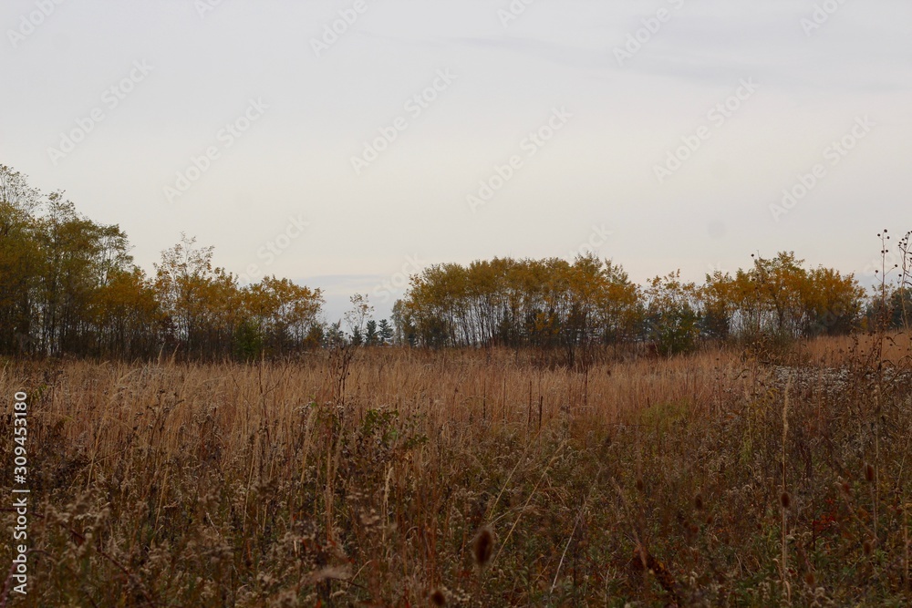 The tall grass field on a cloudy overcast autumn day.