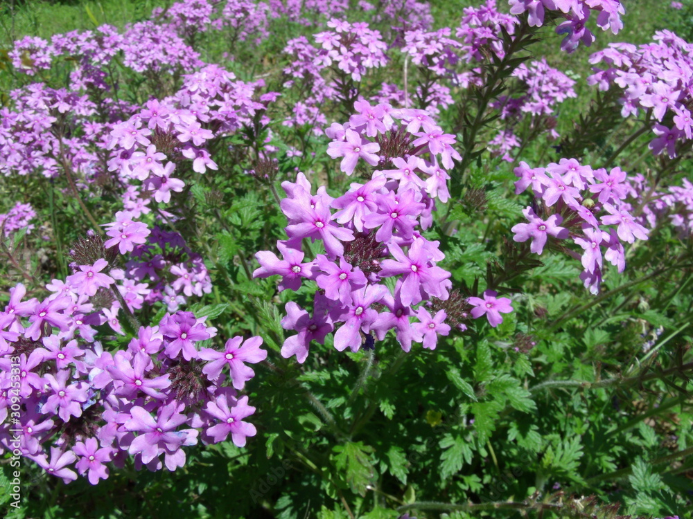Purple wildflowers grow in a meadow