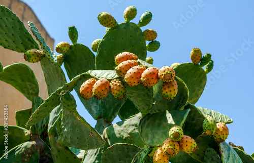 Close up to the orange fruits of Opuntia ficus-indica (prickly pear) in Gozo island, Malta. It is a species of cactus, which is consumed widely as food, as well as a green fence. photo