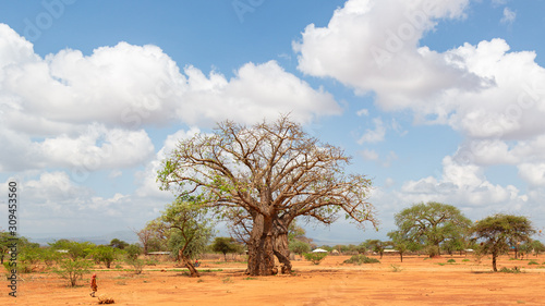 baobab tree in savannah  kenya