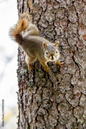 Red squirrel keeps a watch from his tree perch. Banff National Park, Alberta, Canada
