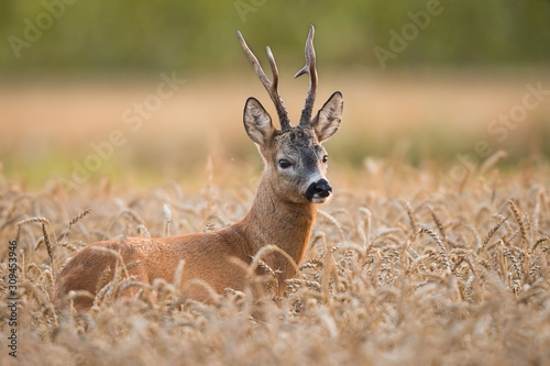 Roebuck - buck (Capreolus capreolus) Roe deer - goat Fototapeta