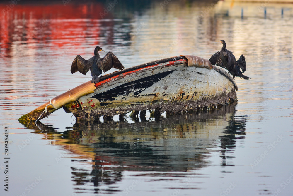 cormorants on old dinghy at sea in Turkey cormorants on old dinghy at sea in Turkey