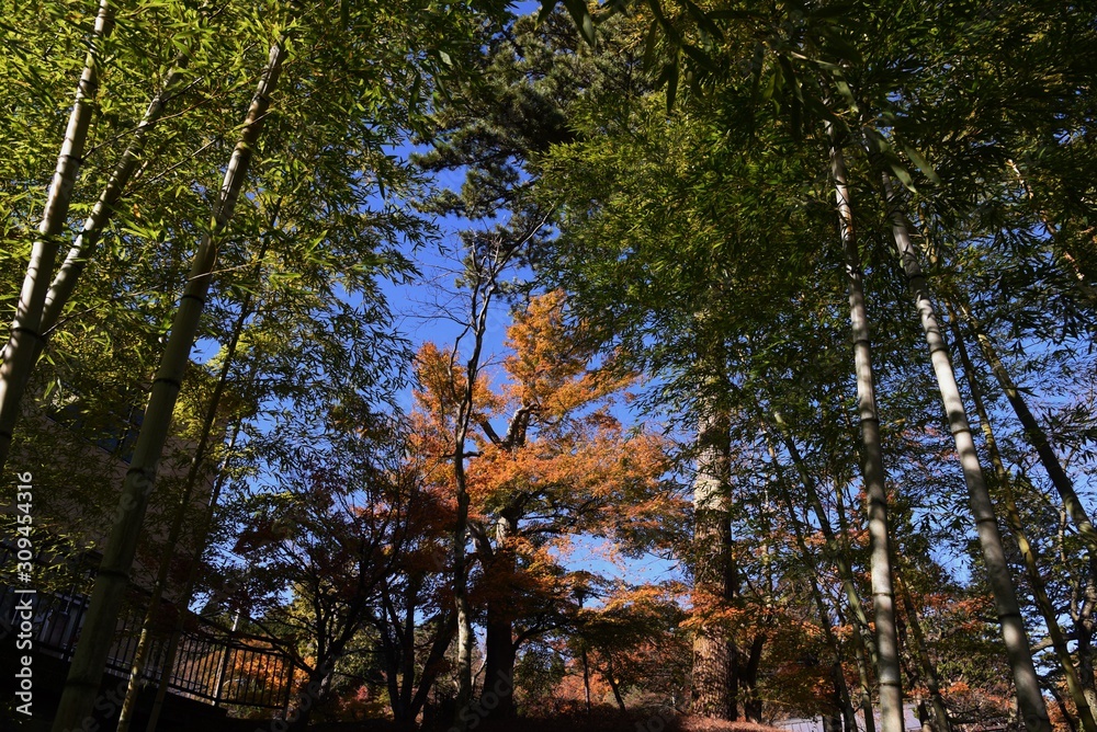 Fototapeta premium Japanese style garden in late autumn