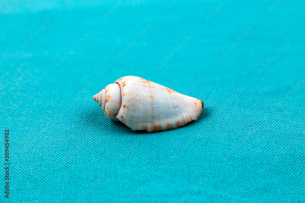 Isolated seashell on a trendy aqua blue background. Close-up of shell
