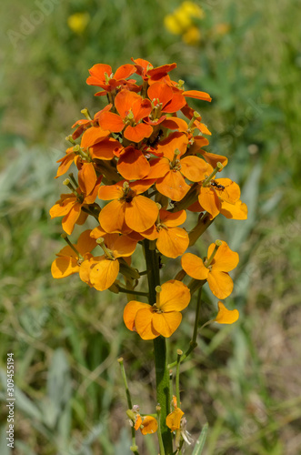 Εκτύπωση καμβά Sunlit cluster of western wallflower (Erysimum capitatum) blooms, Rocky Mountain National Park, Colorado, USA