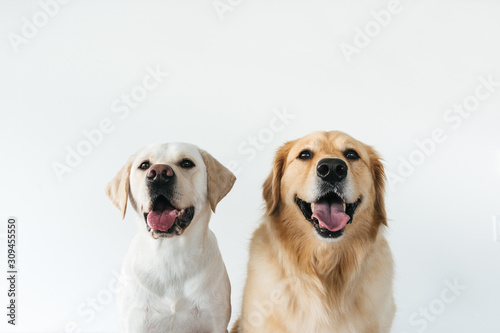 Headshots of very cute golden retriever and labrador against white background photo