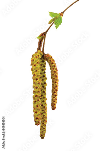 фотографія Birch tree catkin twig, betula pendula ament stem macro closeup detail, young sp