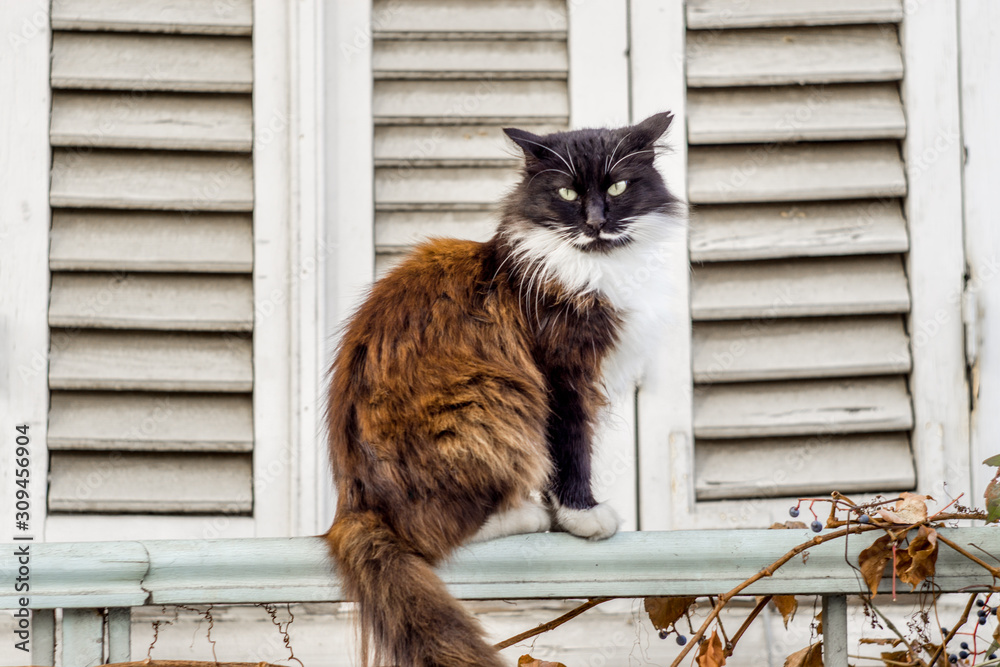 cat standing in front of the window