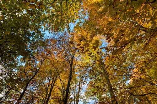 The trees are in autumn and have yellow leaves in Forest