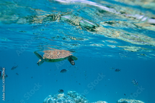 A Turtle floats off Lady Musgrave Island on the Great Barrier reef photo