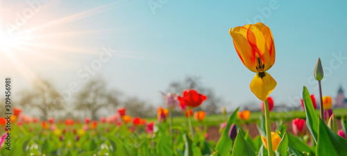 Panoramic landscape of blooming tulips field illuminated in spring by the sun
