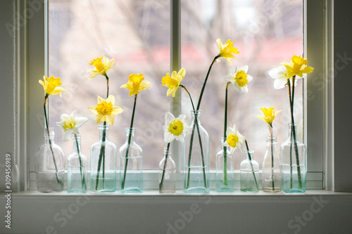 Daffodils in blue glass jars photo