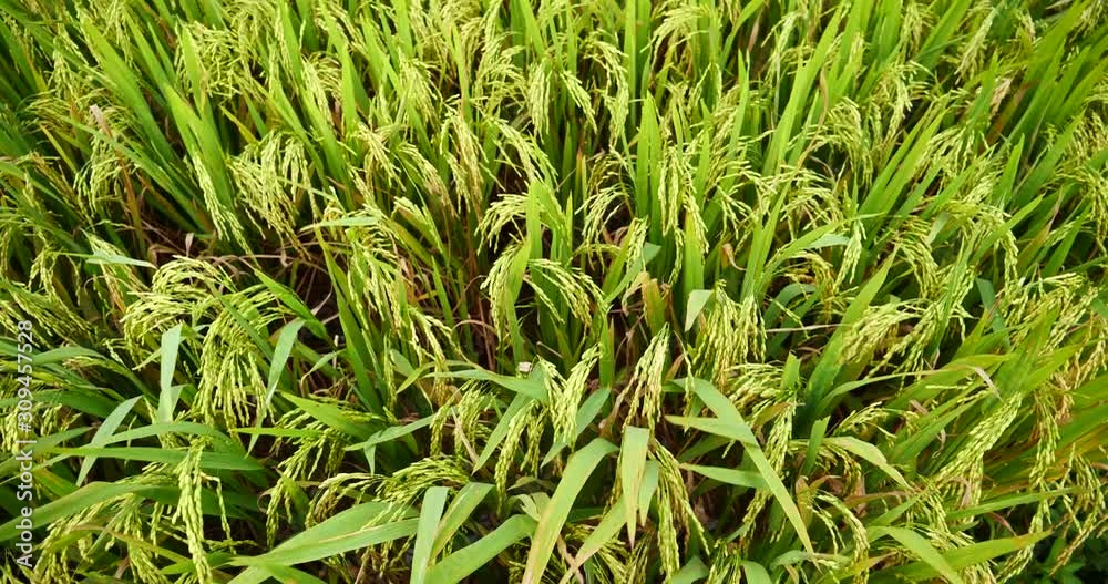 Rice Field Green agriculture ecosystem Asian rice paddy field Vietnam green farm. Harvest agriculture planting cultivation golden green rice terraces in organic farm with tropical natural sunrise. Rice Field Green agriculture ecosystem Asian rice paddy field Vietnam green farm. Harvest agriculture planting cultivation golden green rice terraces in organic farm with tropical natural sunrise.