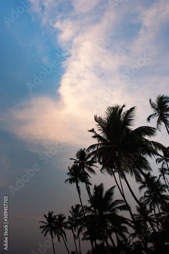Palms trees silhouette shot at sunset in Goa