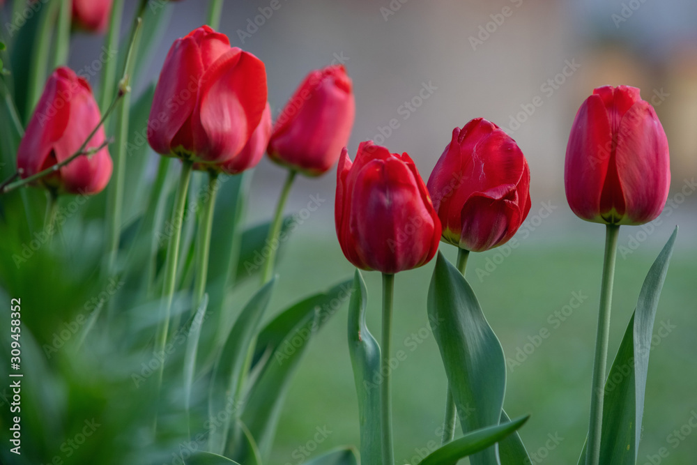 red tulips among greenery in the garden, close up red tulips among greenery in the garden, close up