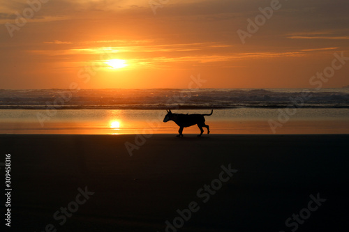 English bull terrier silhouette during sunset at beach