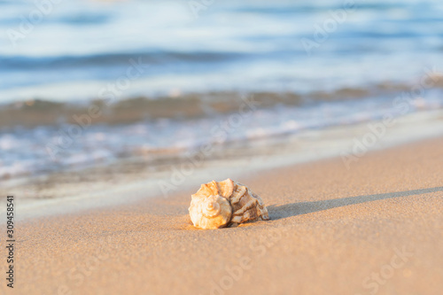 beautiful shell lies on the beach, next to the azure water of the sea