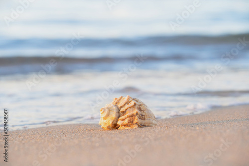 beautiful shell lies on the beach, next to the azure water of the sea © Dmitriy Popov