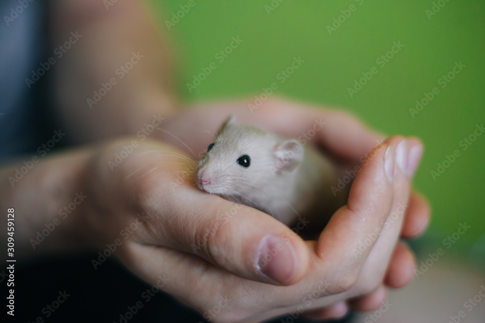 Little beige rat in the hands of a man. A man holds a dumbo mouse in his hands on a green background.