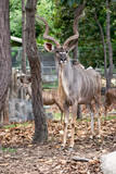  The beautiful male deer is standing gracefully.