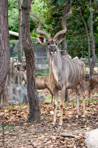  The beautiful male deer is standing gracefully.