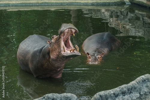 The hippo is opening his mouth to see the teeth