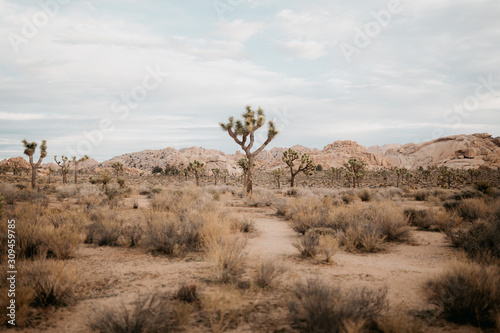 Joshua Tree Nationalpark