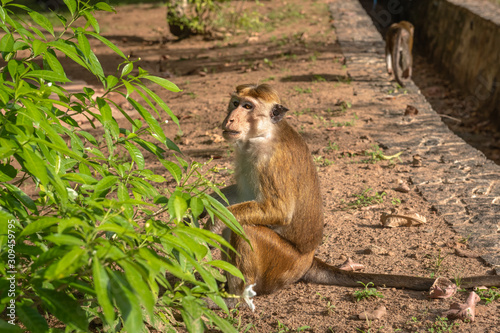 Portrait of  toque macaque   Macaca sinica  sitting on the ground near a green bush