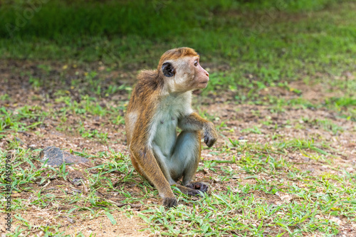 Profil portrait of  toque macaque   Macaca sinica  sitting on the ground