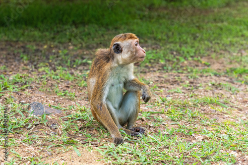 Profil portrait of  toque macaque ( Macaca sinica) sitting on the ground
