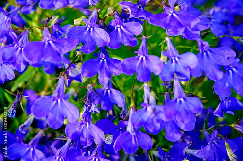 Fototapeta Naklejka Na Ścianę i Meble -  Floral background. Small blue flowers on a green background.