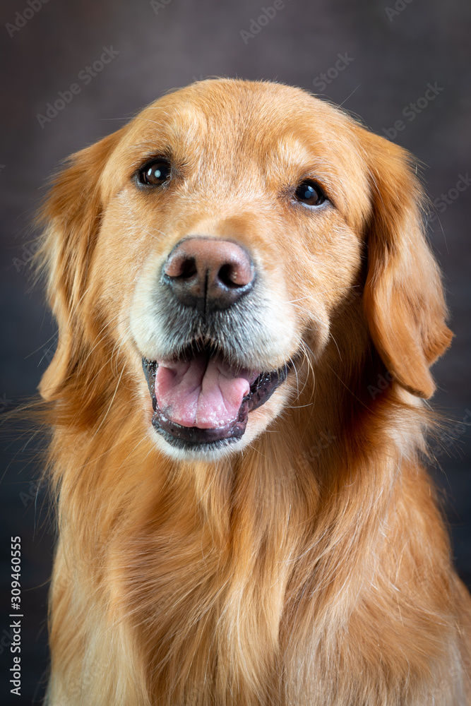 Obraz premium golden retriever portrait