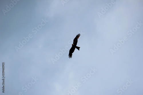 Soaring bird silhouette in the sky. Flight of the steppe eagle in the cloudy summer sky. Eagle soars in the clouds against the blue sky.