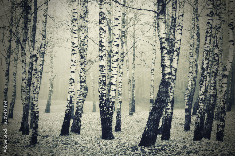 Fototapeta premium mysterious forest. autumn dawn in a foggy forest. fairy morning