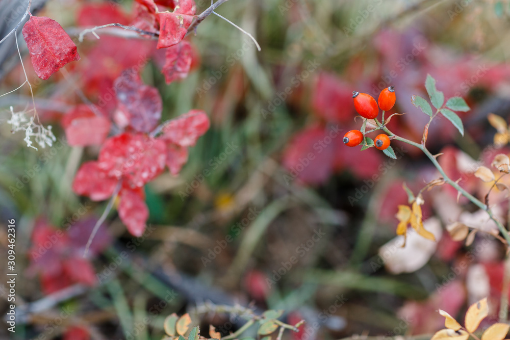 wild rosehips in nature, beautiful background wild rosehips in nature, beautiful background