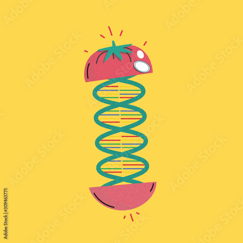 Tomate jitomate ilustración organismos genéticamente modificados