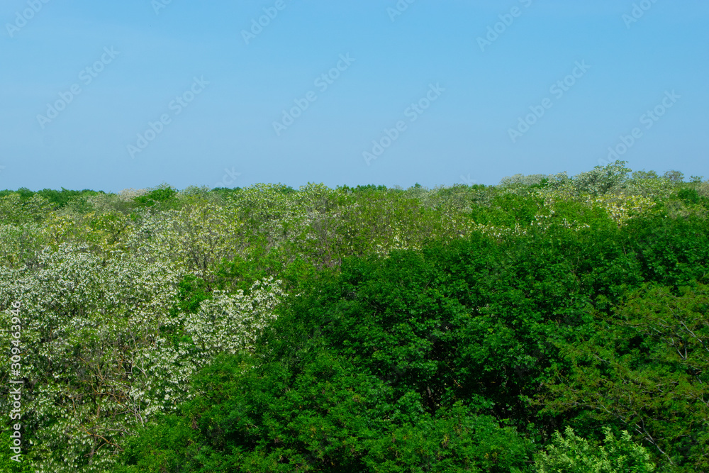 Crowns of green trees strewn with white clusters of acacia in the rays of the bright sun against a blue sky