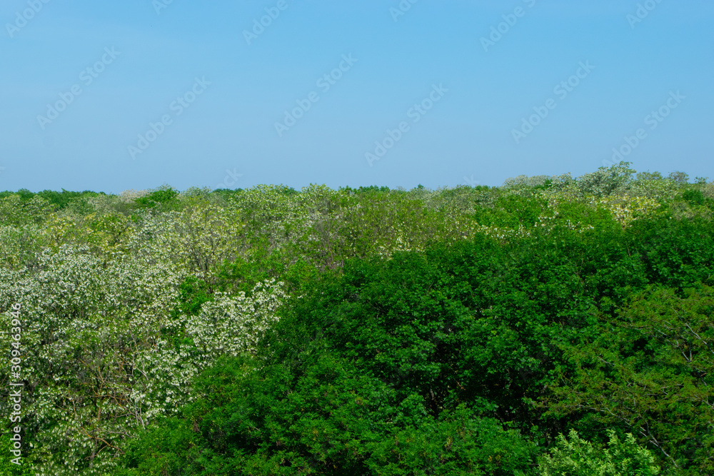 Crowns of green trees strewn with white clusters of acacia in the rays of the bright sun against a blue sky Crowns of green trees strewn with white clusters of acacia in the rays of the bright sun against a blue sky