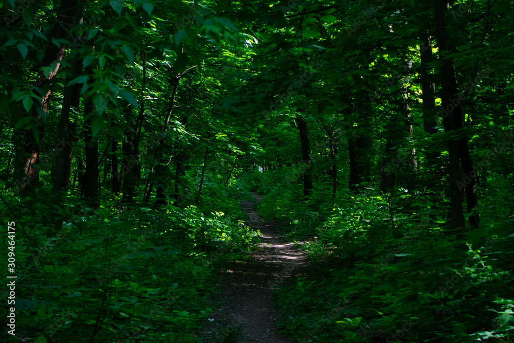 Dirt path among trees and dense green thickets in a summer park Dirt path among trees and dense green thickets in a summer park