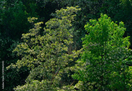 A tree crown strewn with clusters of white acacia in bright rays of sunlight on a background of green foliage