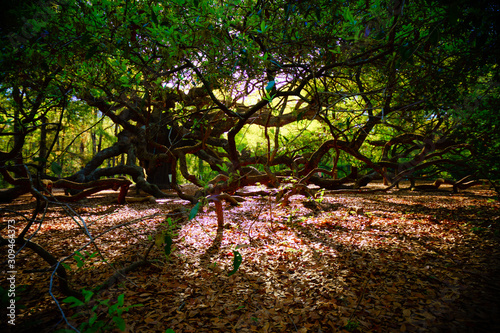 The Angel Oak Tree in South Carolina after sunrise. photo