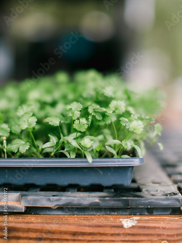 Tray of fresh herbs