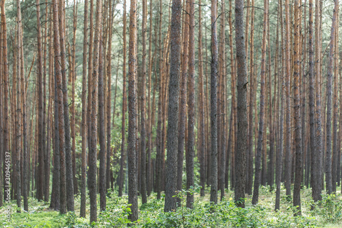Pine forest tree trunks in summer day as beautiful natural textured background. Thick coniferous forest, pine trunks background. Beautiful landscape of pine forest in summer day. Nature Wallpaper. 