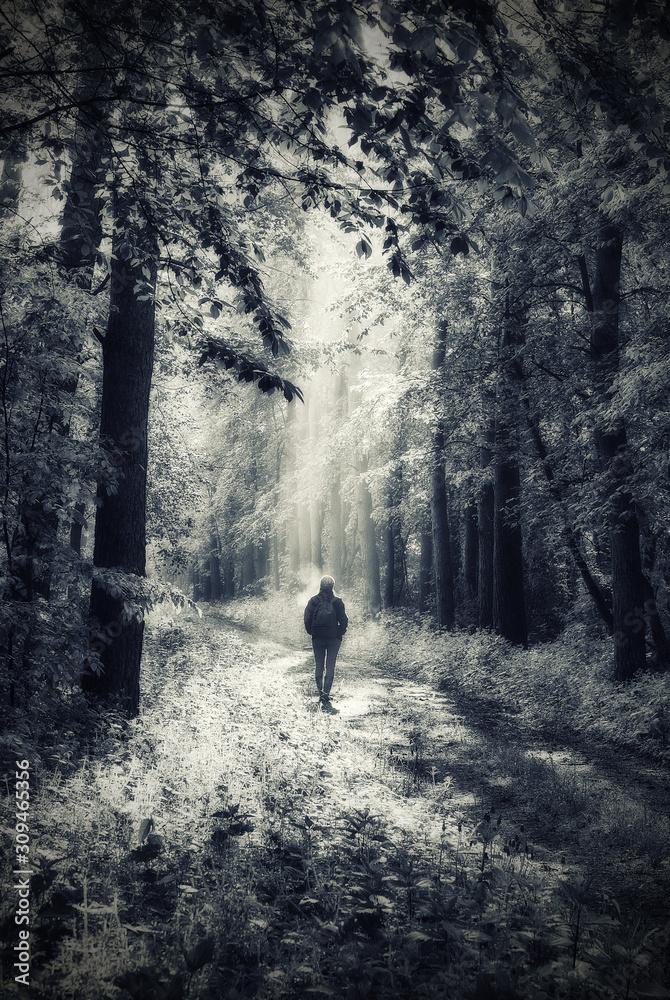 woman in the forest. man walks in the woods. spring fog woman in the forest. man walks in the woods. spring fog