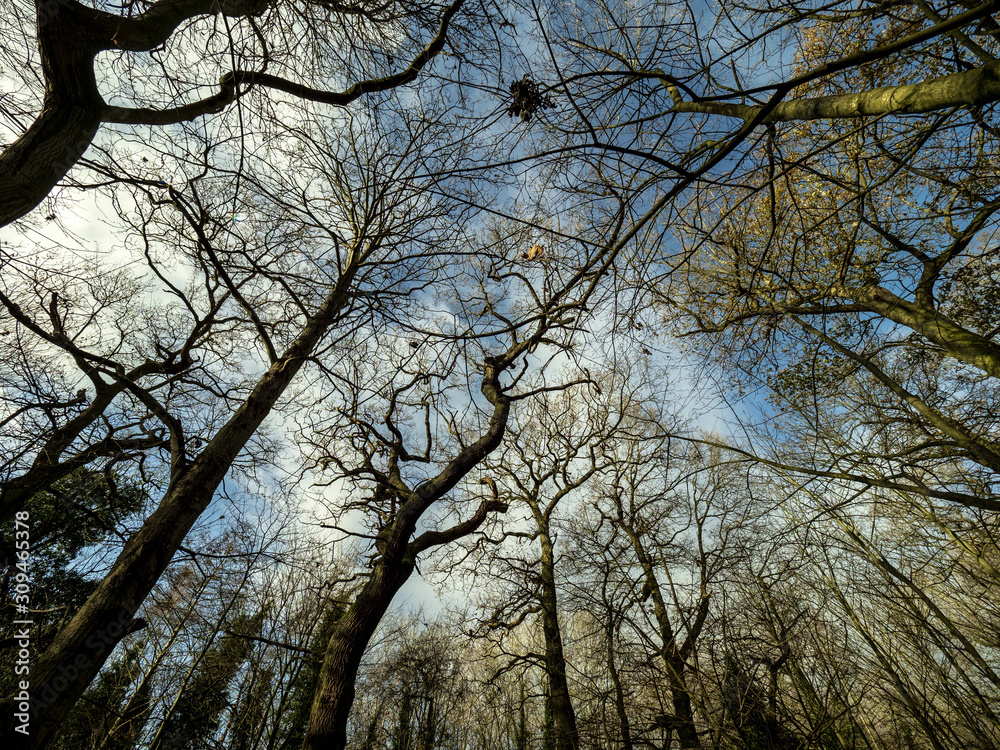Fototapeta premium WOODLANDS