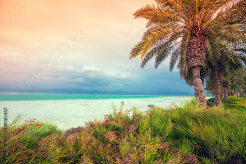 Fototapeta Naklejka Na Ścianę i Meble -  Palm trees on the beach of the Dead Sea. Dead Sea Coast with Tropical Plants. Tropical nature landscape
