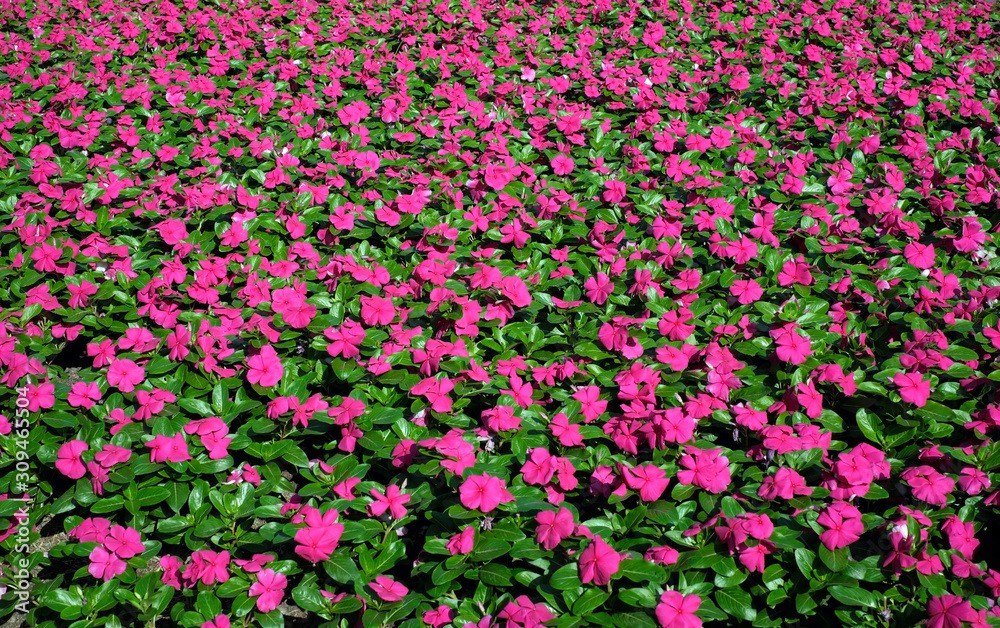 background of pink color flowers, top view