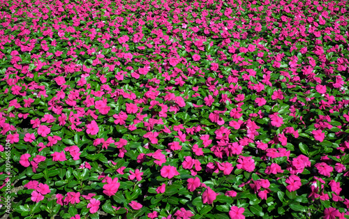 background of pink color flowers, top view